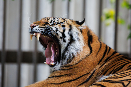 Tiger with mouth wide open showing teeth, captured in profile against a blurred metal fence background.