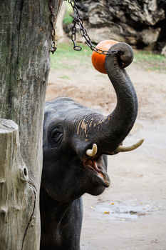 Young elephant reaching trunk up to grab fruit hanging from wooden post.