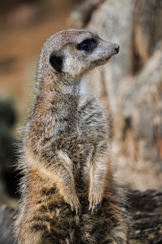 Meerkat standing upright in alert posture, gazing to the side against blurred rocky background.