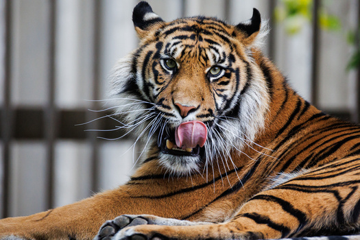 Bengal tiger with tongue out, resting against a blurred metal fence background.