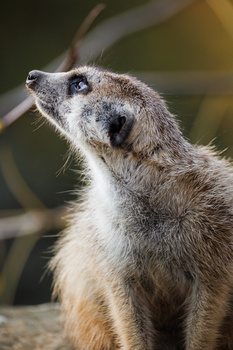 Meerkat looking upward with alert posture and backlit fur detail.