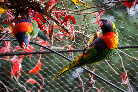 Two rainbow lorikeets perched on branches with red flowers, feeding among green mesh netting.