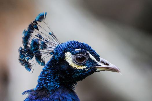 Close-up profile of a peacock's head with vibrant blue plumage and distinctive eye markings.