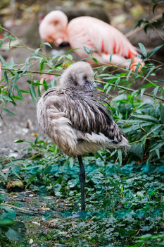 Sandhill crane in foreground with blurred flamingos grazing in background.