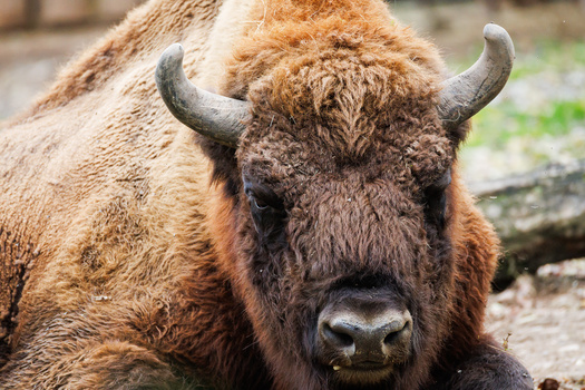 Close-up of a bison's face with curved horns and thick brown fur against a blurred natural background.