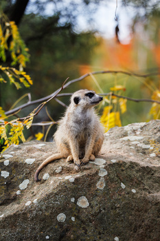 Meerkat standing alert on a rock with yellow flowering branches and blurred foliage behind.