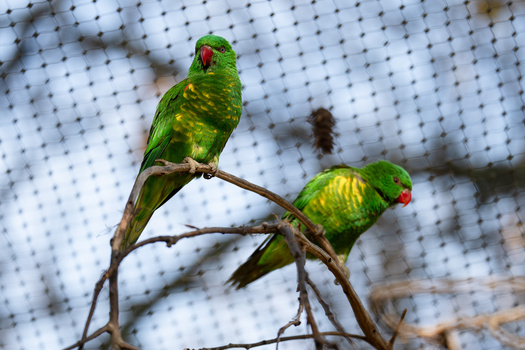 Two green parakeets perched together on a thin branch against a blurred white mesh background.