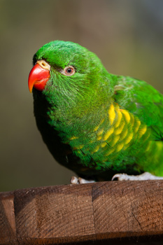 Rainbow lorikeet perched on wooden branch, displaying vibrant green plumage and red beak.