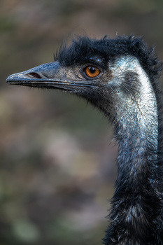 Close-up portrait of an emu with dark plumage, distinctive orange eye, and long slender neck against blurred background.