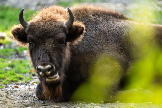 Close-up of a dark-haired yak with curved horns gazing directly at camera.