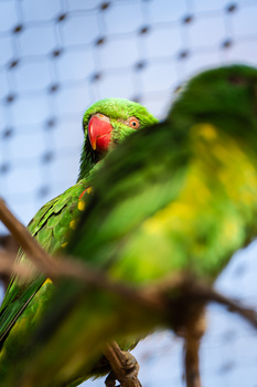 Green parrot with red facial markings perched on a branch in sharp focus, with a blurred background of blue sky and foliage.