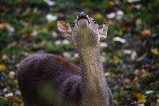 Meerkat standing upright with paws raised, looking upward against a blurred natural background.