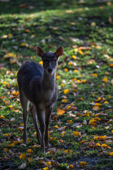 Dark-colored deer standing in a field of small yellow flowers, looking directly at camera.
