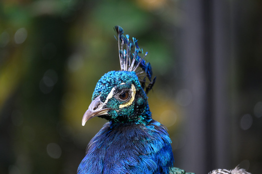Close-up portrait of a peacock with iridescent blue plumage and a distinctive crest against a blurred green background.