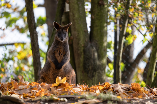 Alert meerkat standing upright on autumn leaves with forest trees in soft-focus background.