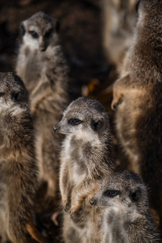 Group of meerkats standing alert with focused expressions, shot with shallow depth of field.