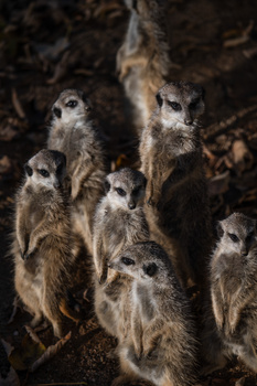 Group of seven meerkats standing alert on rocky ground, displaying characteristic upright posture.