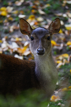 Mule deer doe with large ears facing camera in forest setting with autumn leaves.