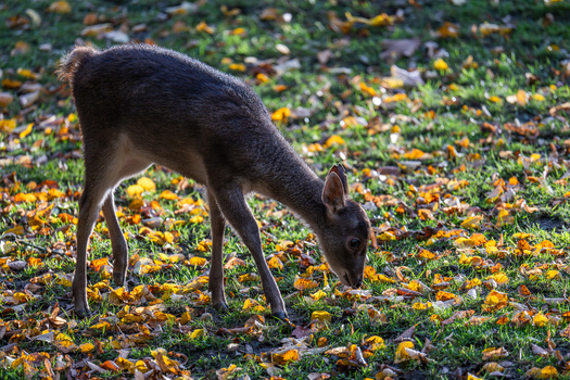 Dark-colored deer grazing in a field of yellow wildflowers and green grass.