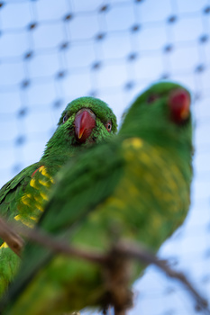 Two green parrots perched on a branch with red facial patches and yellow wing markings.