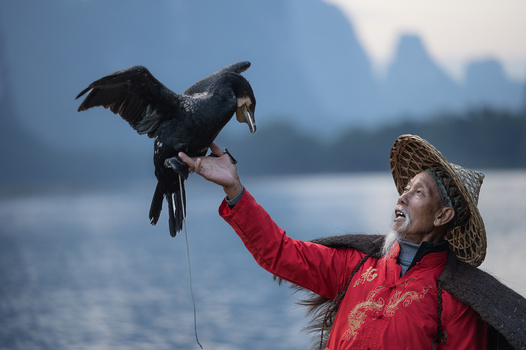 Cormorant perched on a person's arm with fishing line attached, misty water landscape behind.