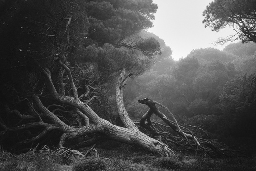 Person balancing on a gnarled, fallen tree trunk in misty forest surrounded by evergreens.