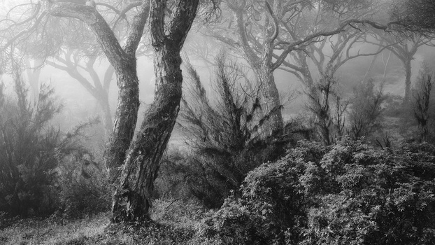 Gnarled trees shrouded in dense fog with wild vegetation covering the forest floor.
