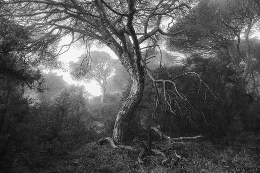 Gnarled tree with bare branches in misty forest clearing, rendered in high-contrast black and white.