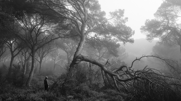 Solitary figure standing among gnarled trees in dense fog, monochromatic forest landscape.