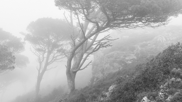 Gnarled tree trunk with windswept canopy emerging from dense fog in a misty forest.