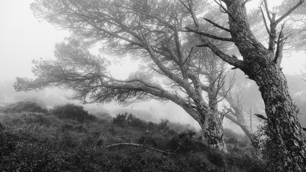 Gnarled tree with twisted branches silhouetted against misty mountains in monochrome.