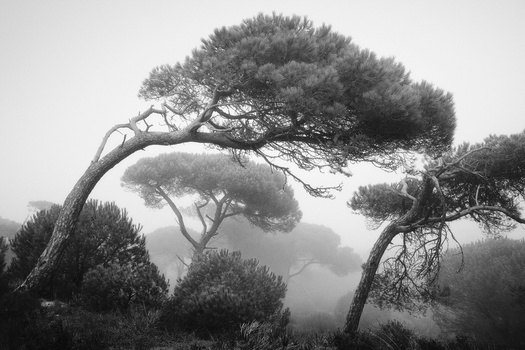 Windswept pine trees with gnarled trunks emerging from heavy fog in a monochromatic landscape.
