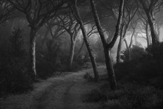 Bare trees lining a misty forest path in black and white.