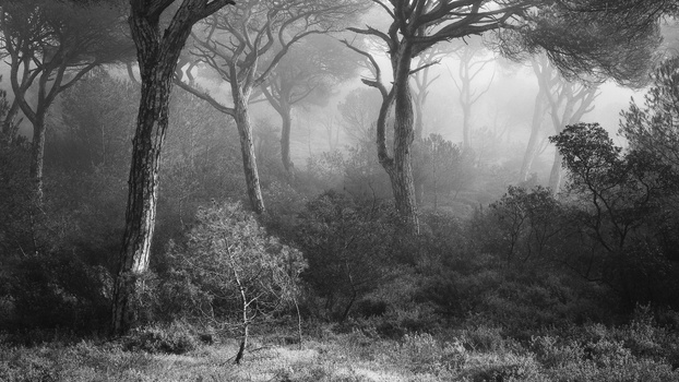 Misty forest with tall bare trees and dense undergrowth in black and white.
