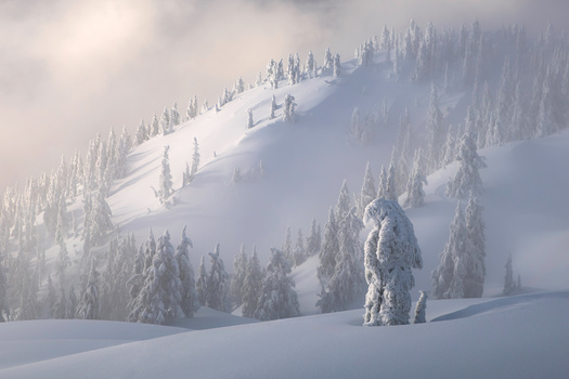 Snow-covered coniferous trees standing in deep winter landscape with misty mountains in background.
