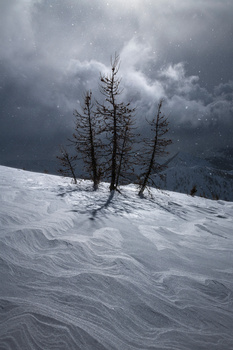 Three bare, dead trees standing upright in deep snow beneath dramatic dark storm clouds.