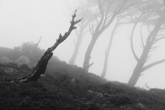 Gnarled, bare tree branches emerging from dense fog on a misty hillside.