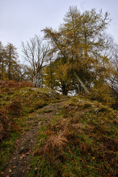 Hillside covered in moss and ferns with bare and golden-leafed trees against overcast sky.