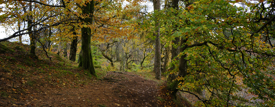Forest path winding through tall trees with autumn foliage and fallen leaves.