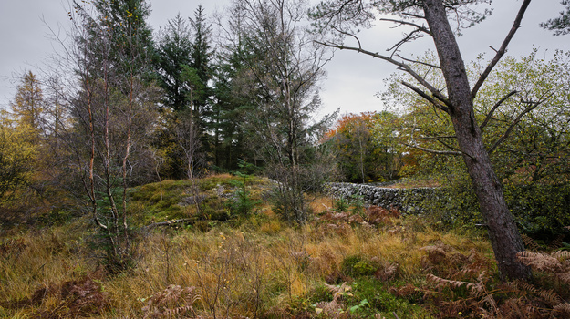 Overgrown hillside with scattered trees in mixed fall and evergreen foliage.
