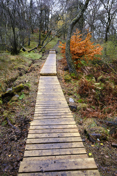 Wooden boardwalk stretching through autumn woodland with bare trees and rust-colored foliage.