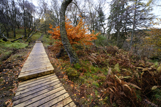 Wooden boardwalk path stretching through autumn forest with orange foliage and evergreens.
