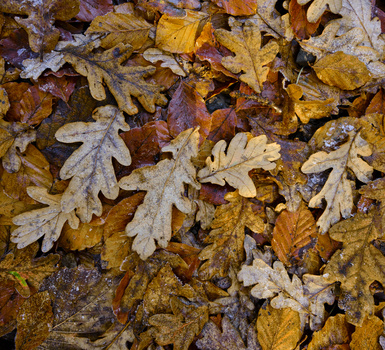 Frost-covered autumn leaves scattered on dark ground, showing yellow, brown, and white fallen foliage.