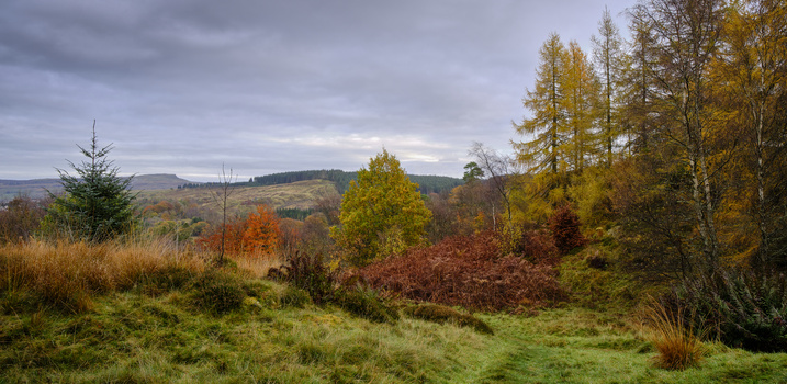 Rolling forested landscape in autumn with mixed coniferous and deciduous trees in varied fall colors.