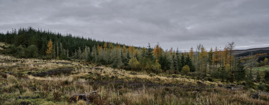 Rolling hillside with mixed coniferous and larch forest under overcast sky.
