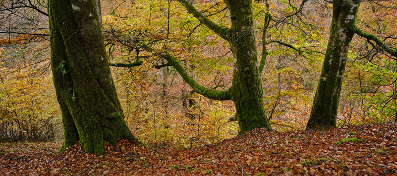 Moss-covered tree trunks in autumn forest with golden foliage and fallen leaves.