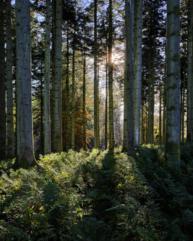 Sunlight filtering through tall coniferous trees with dense green undergrowth in a forest.