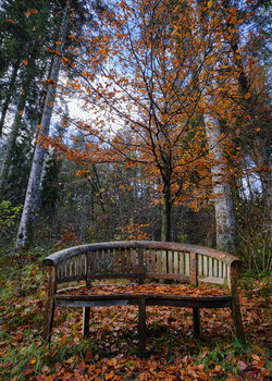 Curved wooden bench on a forest path surrounded by autumn foliage and trees.
