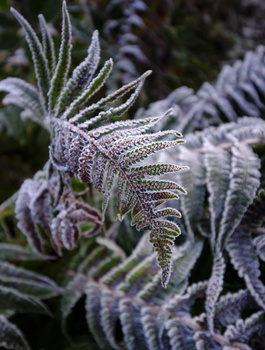Frost-covered fern fronds with delicate crystalline ice formations creating intricate geometric patterns.