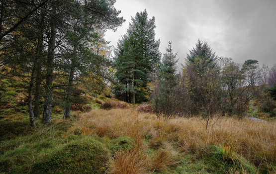 Autumn forest landscape with golden grass, evergreen trees, and overcast sky.